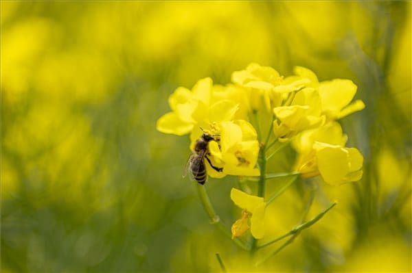 Dráguló inputok: repcére váltanak az ausztrál gazdák