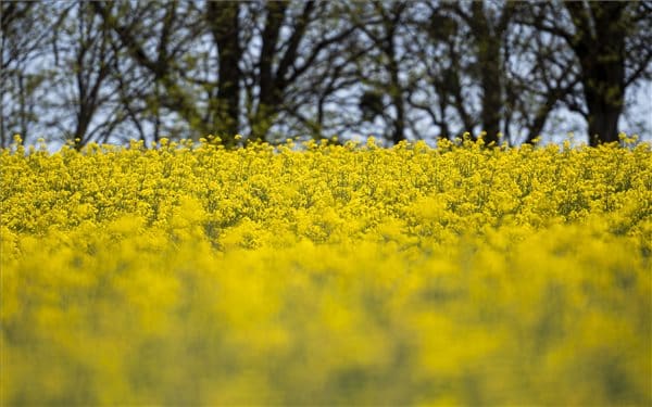 Kiemelkedő terméseredmények Szlovákiában 2025-ben