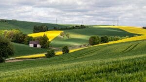 termőföld mezőgazdaság agrárium táj szántó repce kukorica vidék határszemle