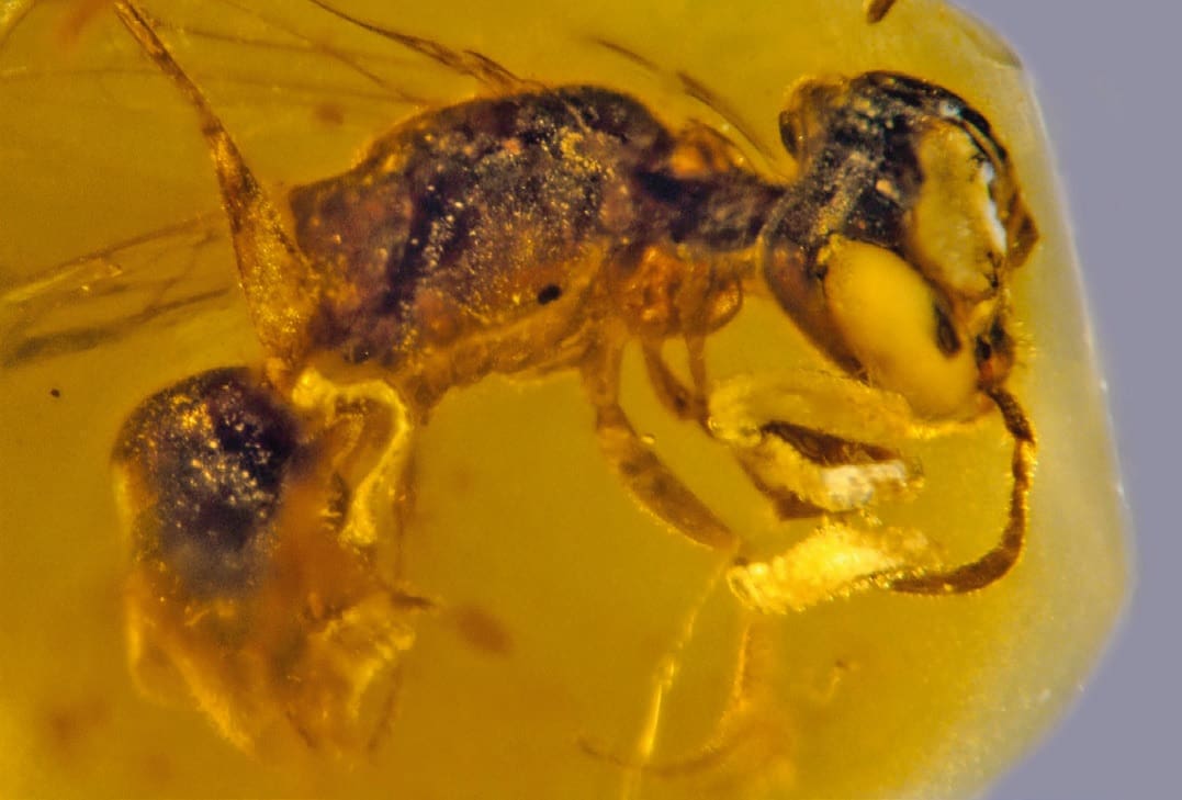 Discoscapa apicula II.