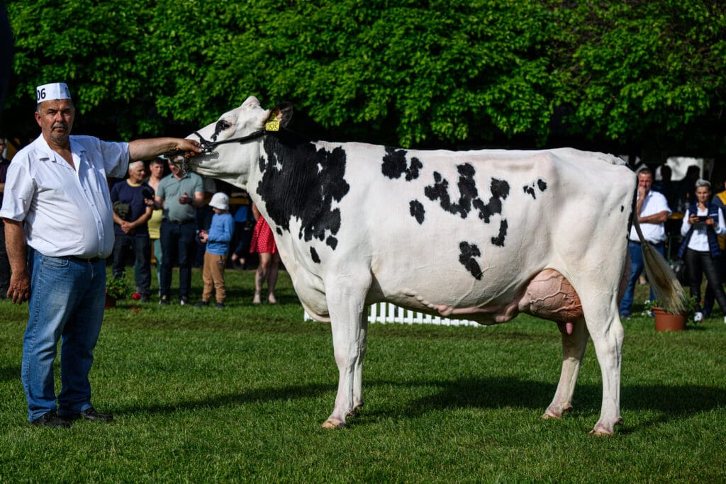 A Nemzeti Ménesbirtok és Tangazdaság Zrt., Mezőhegyes - Golden nevű tehene holstein fríz alföldi állattenyésztési és mezőgazda napok 2024