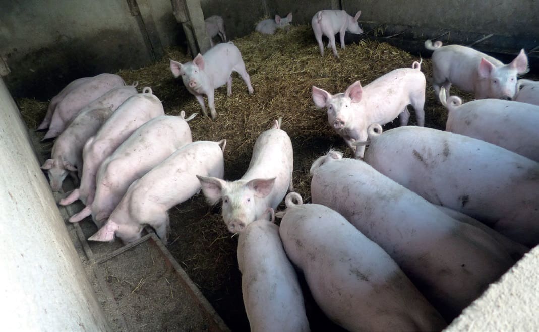 Sertésszövetkezetben tagnak lenni többféle előnnyeljár