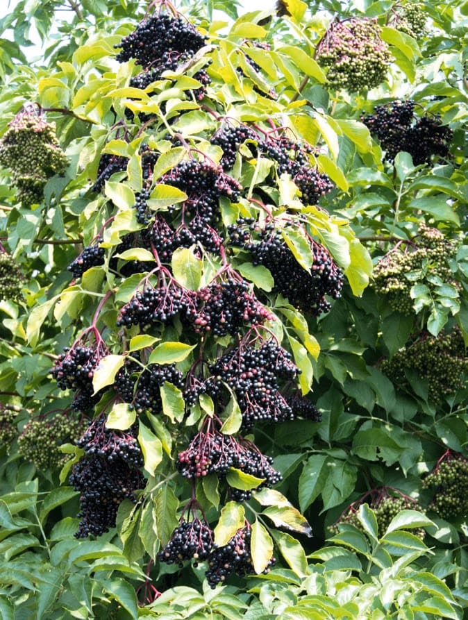 bodzabokor