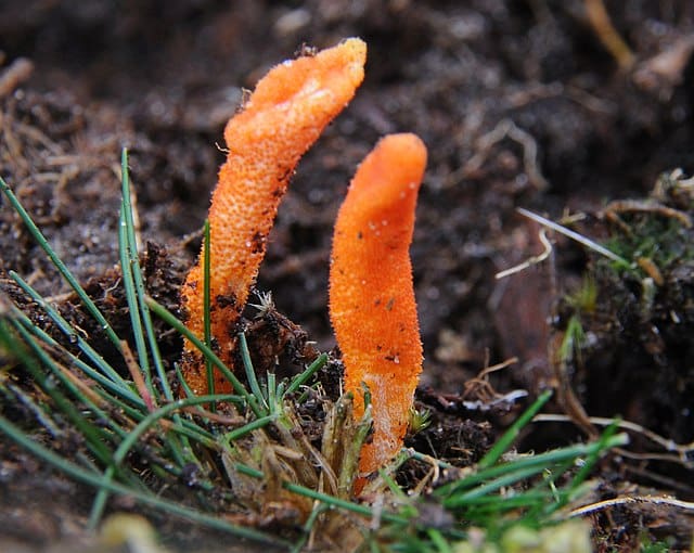 Cordyceps gomba