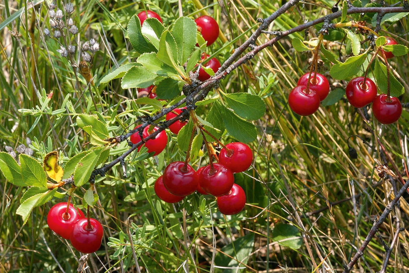 csepleszmeggy