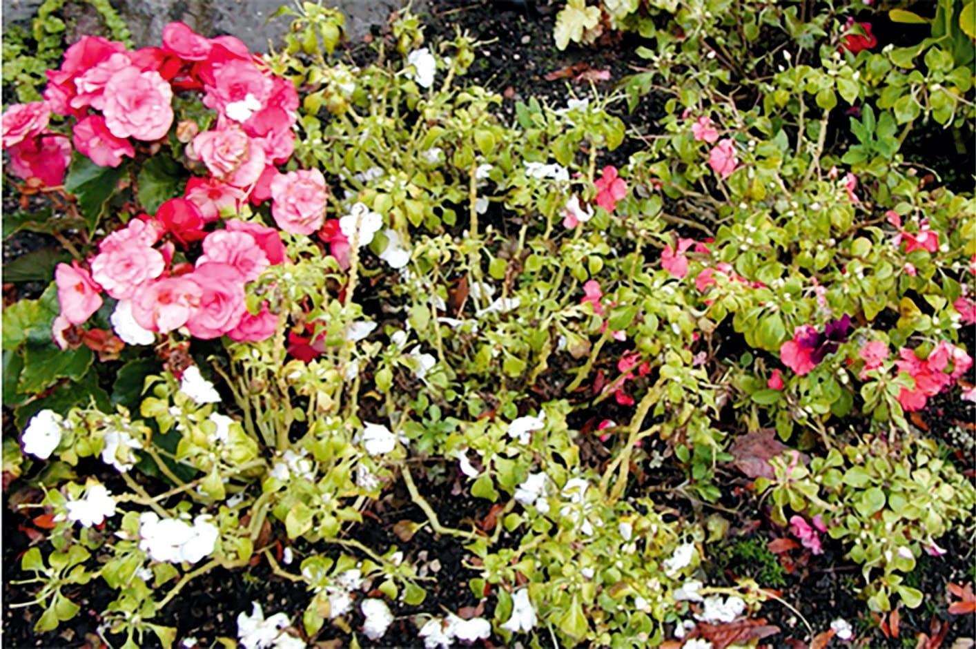 impatiens fogékony és ellenálló fajok