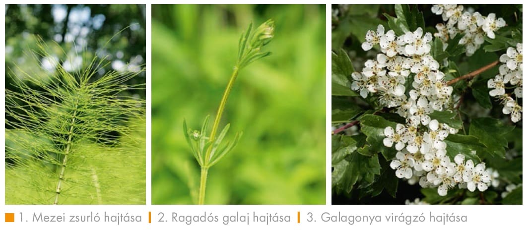 akut patairha-gyulladás gyógynövények