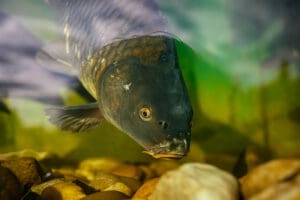 ponty, horgász, hal, halászat