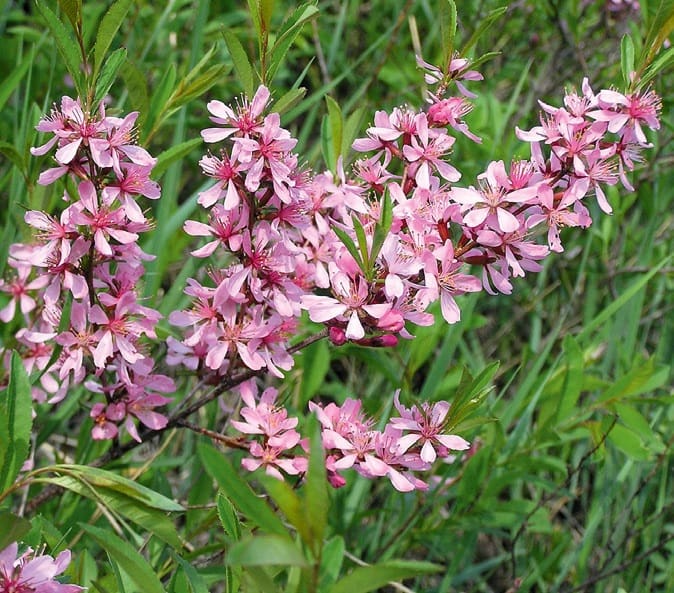 Törpemandula