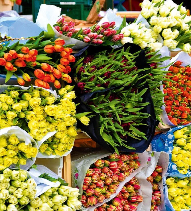tulipán