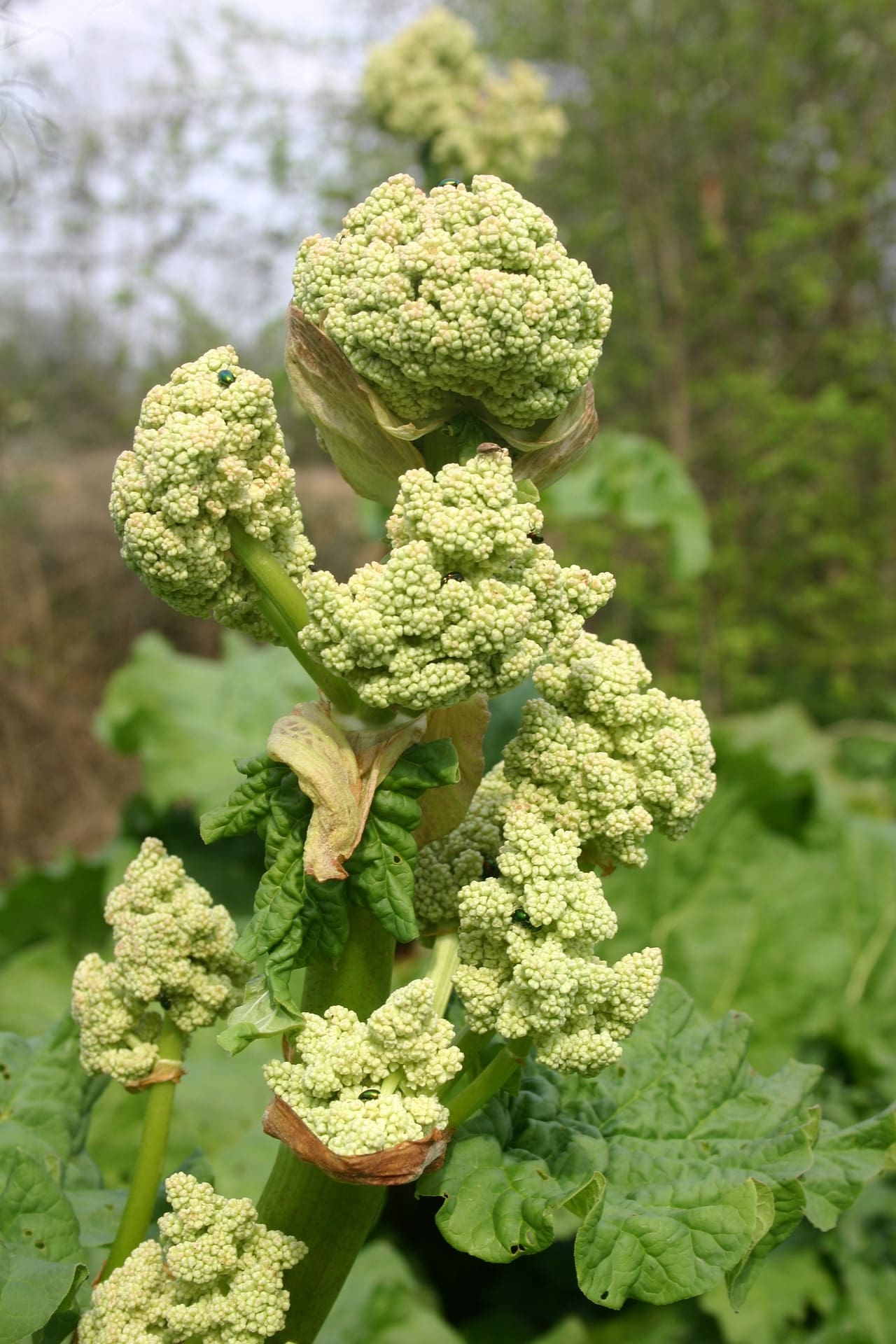 rebarbara