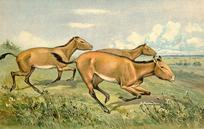 ős lovak hipparion