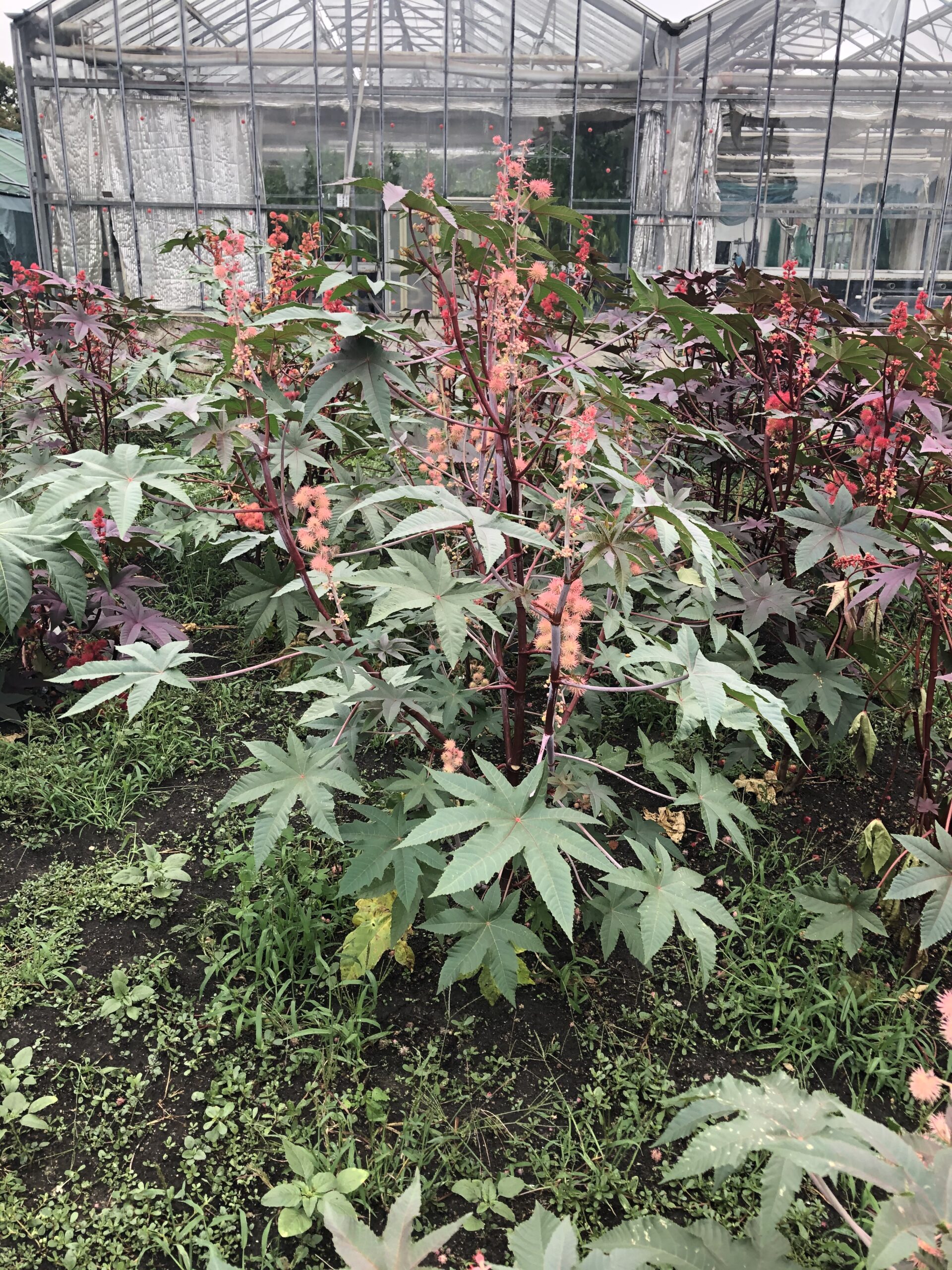 ricinus
