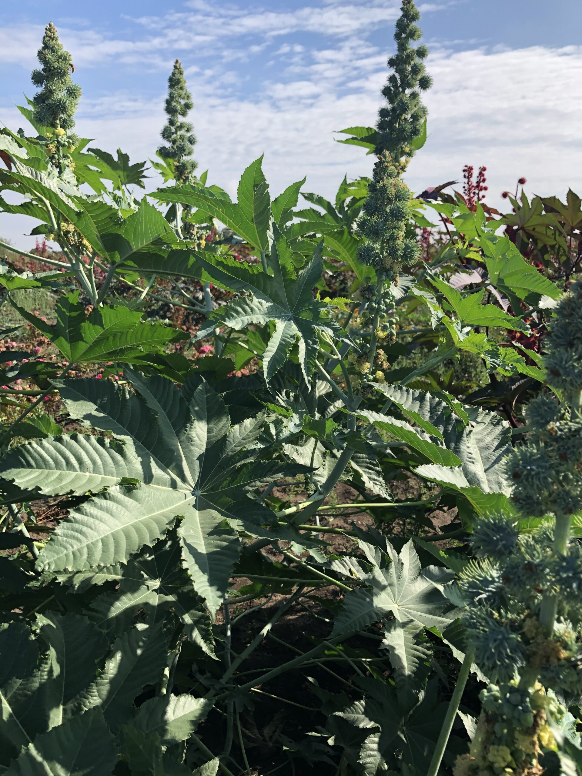 ricinus a MATE-n