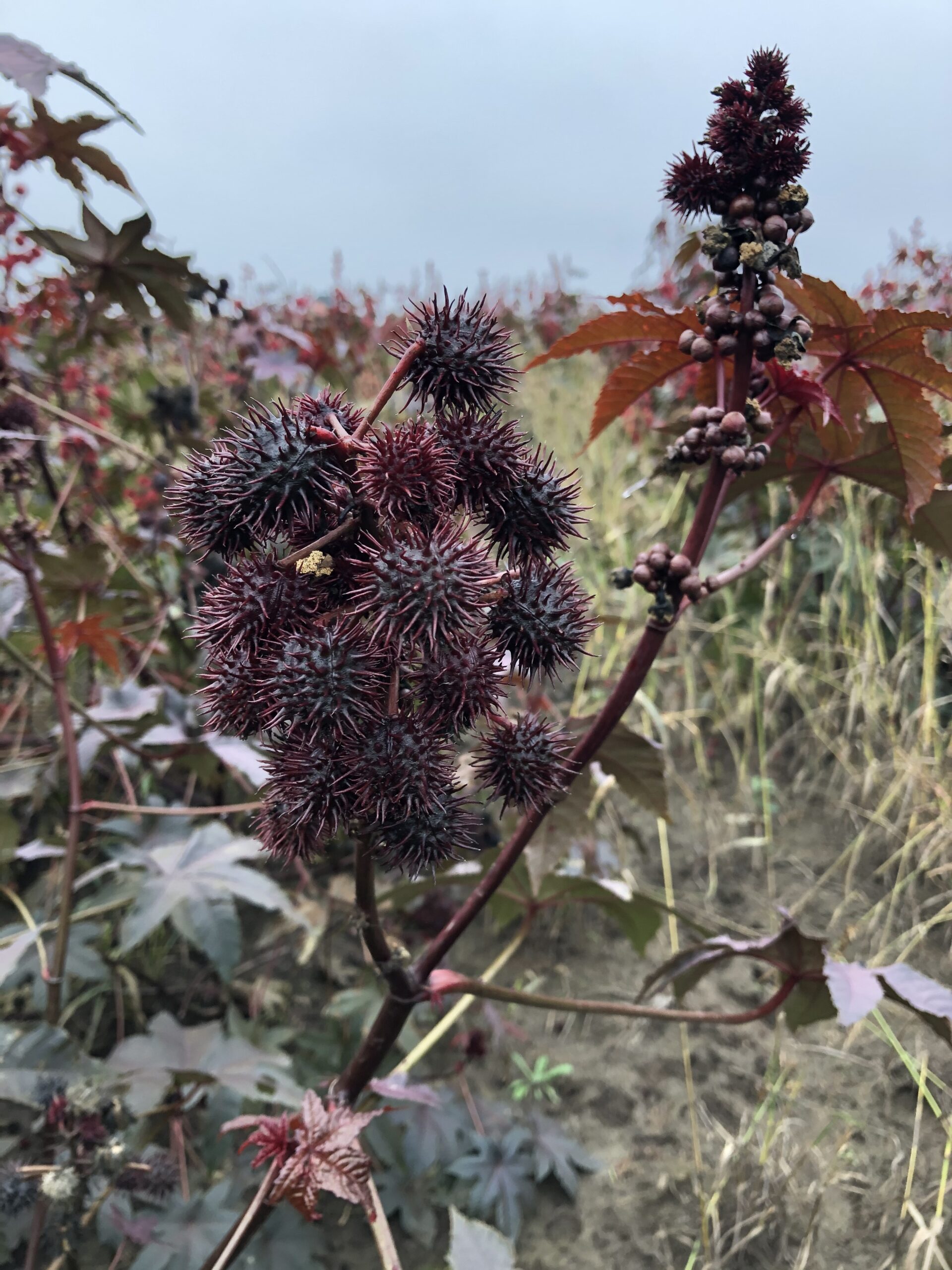 ricinus