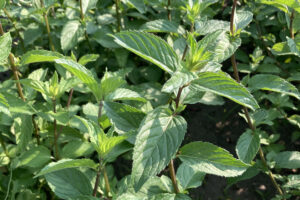 menta
