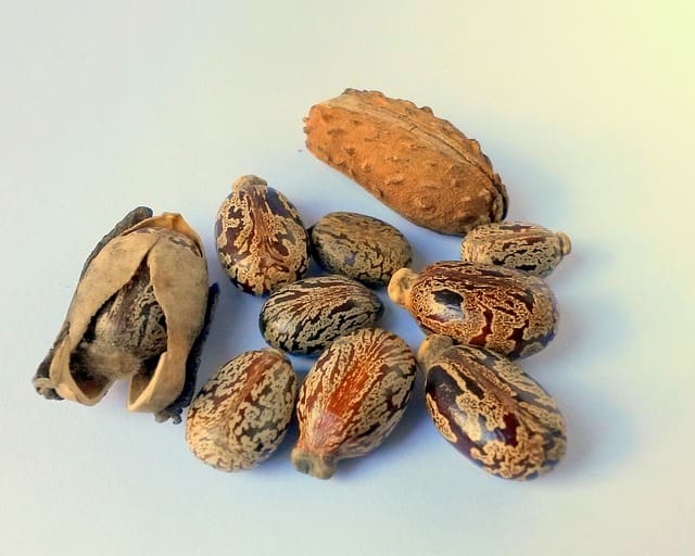 ricinus magjai