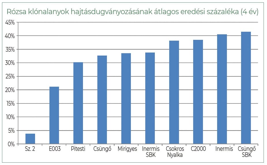 Rózsa klónalanyok hajtásdugványozásának átlagos eredési százaléka (4 év)