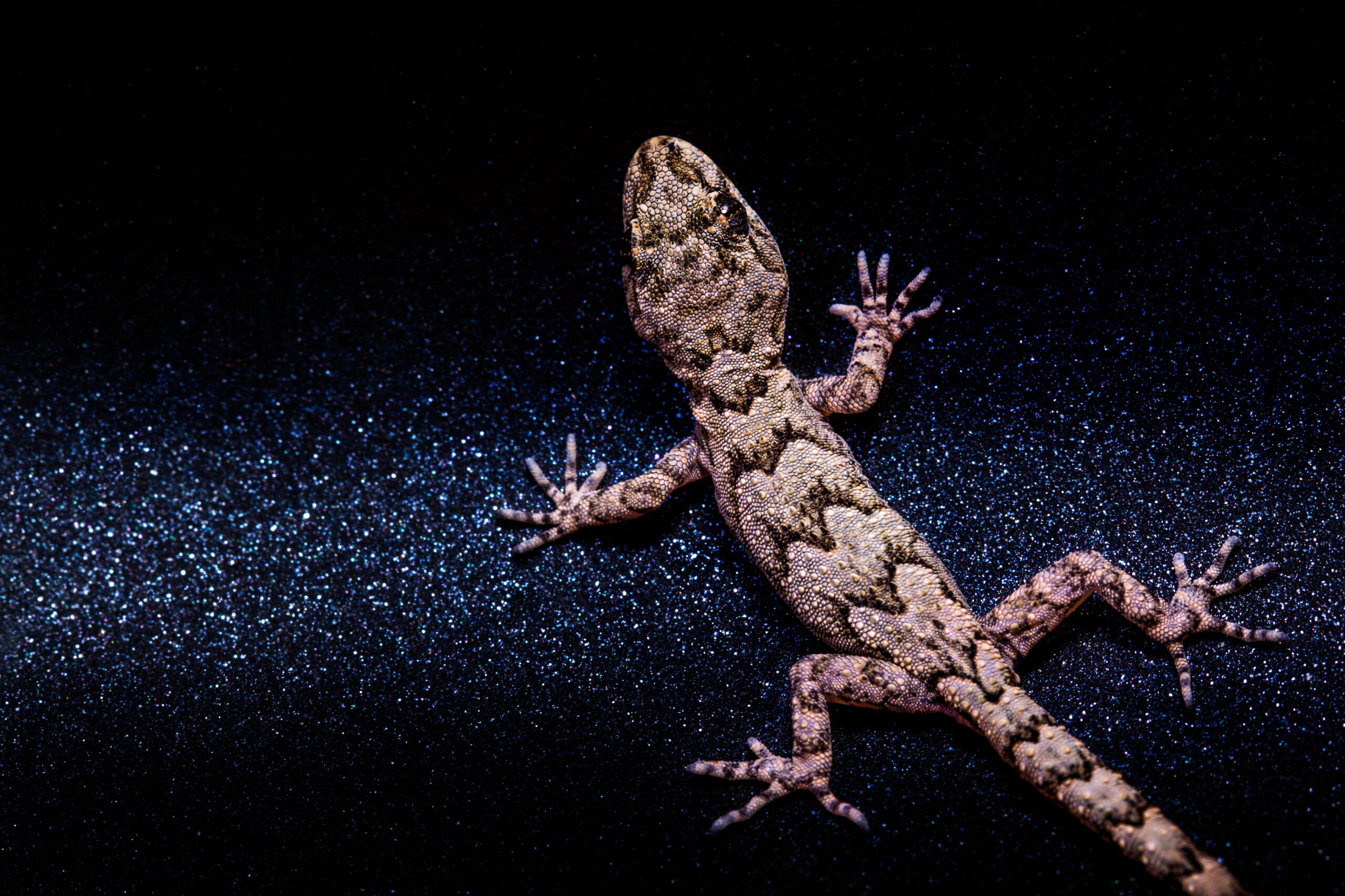 Gekkók mászkálnak Budapest utcáin