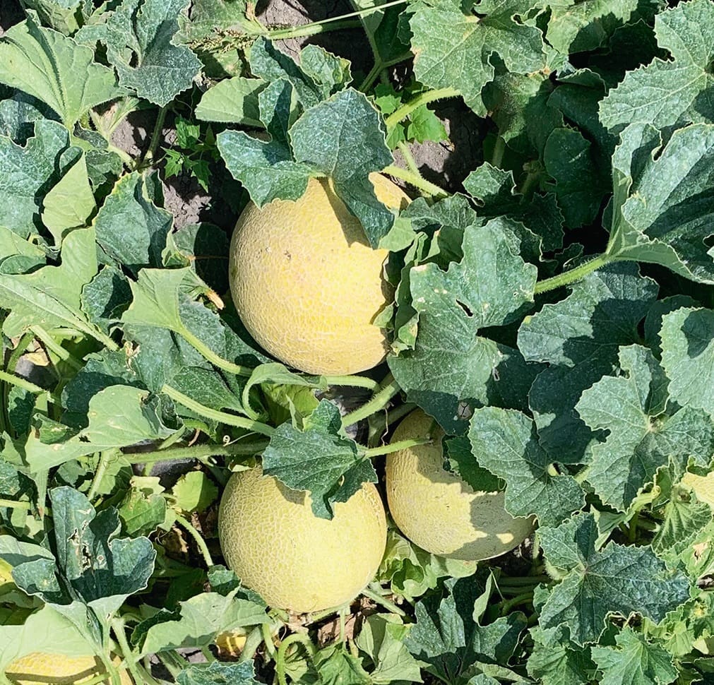 Galia-dinnye
