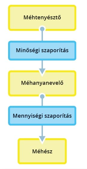 méhtenyésztés lépései mesterséges termékenyítés