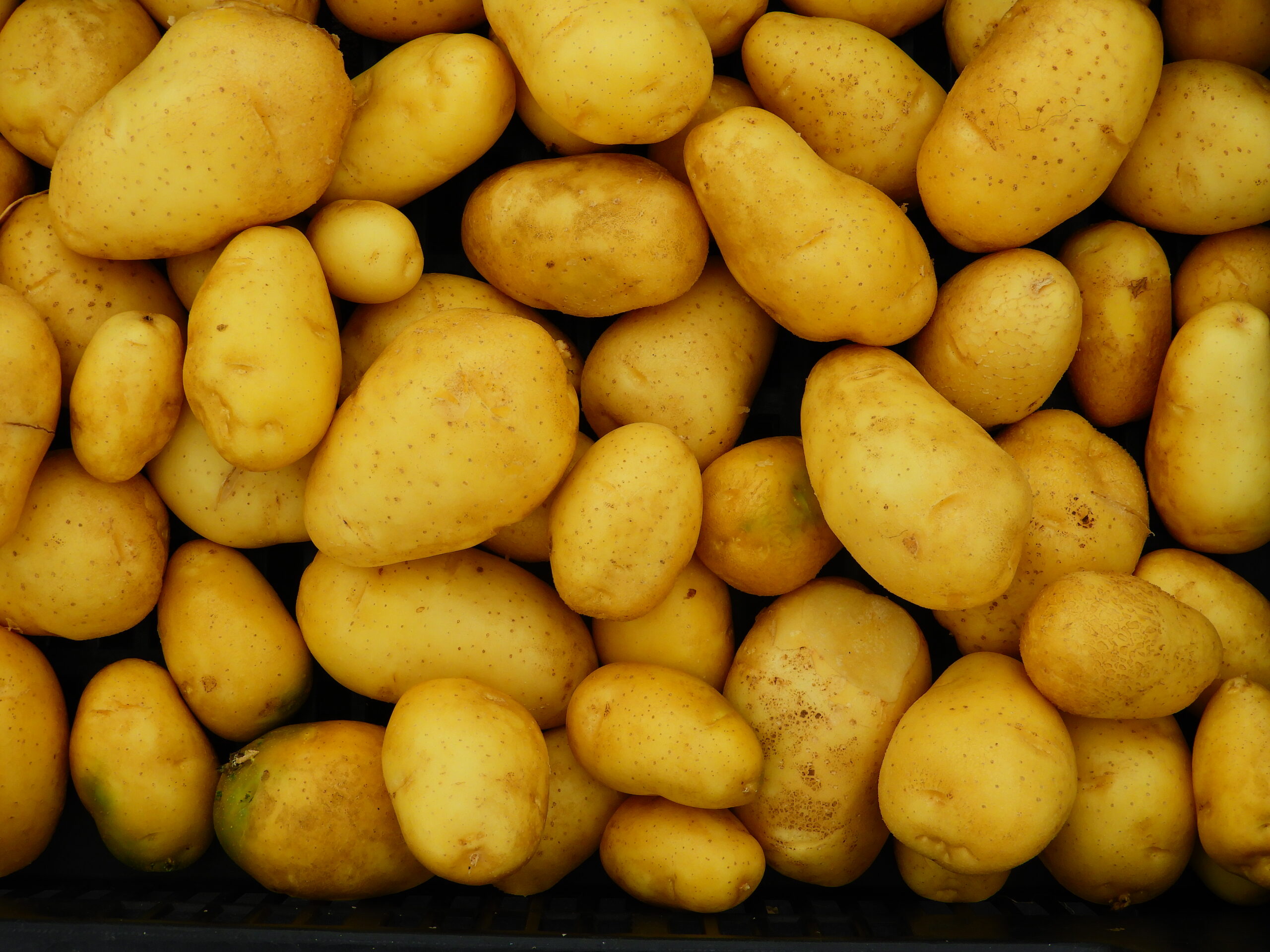 burgonya