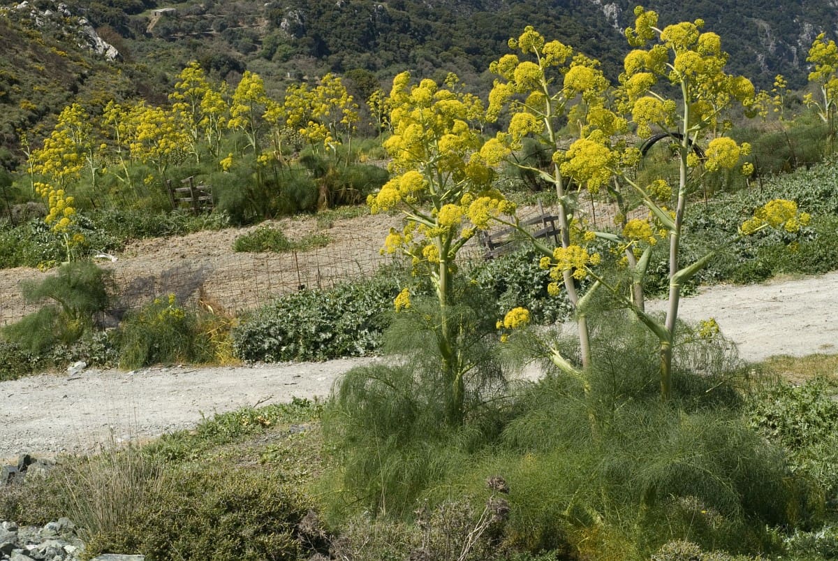 szilfium ferula communis