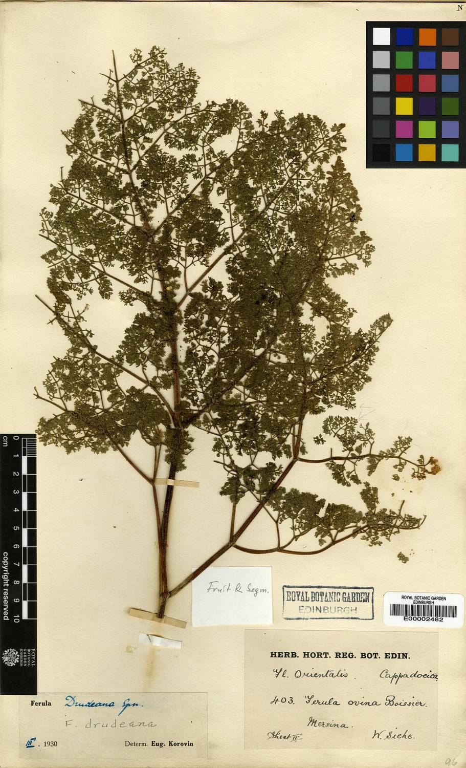 szilfium Ferula drudeana