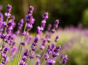 Levendula, ami legendás sebgyógyító (is). E növény indította el az aromaterápiát…