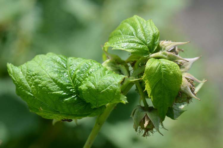 kis málnalevéltetű 