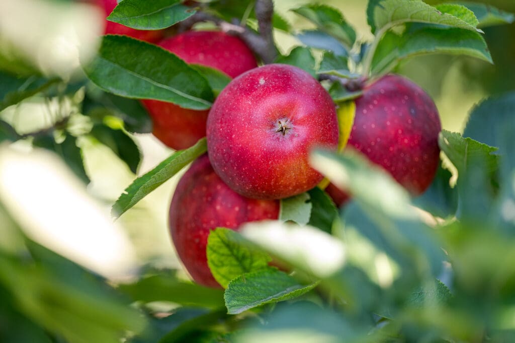 Idén még bármi lehet a gyümölcstermesztésben, biztosat május közepétől mondhatunk