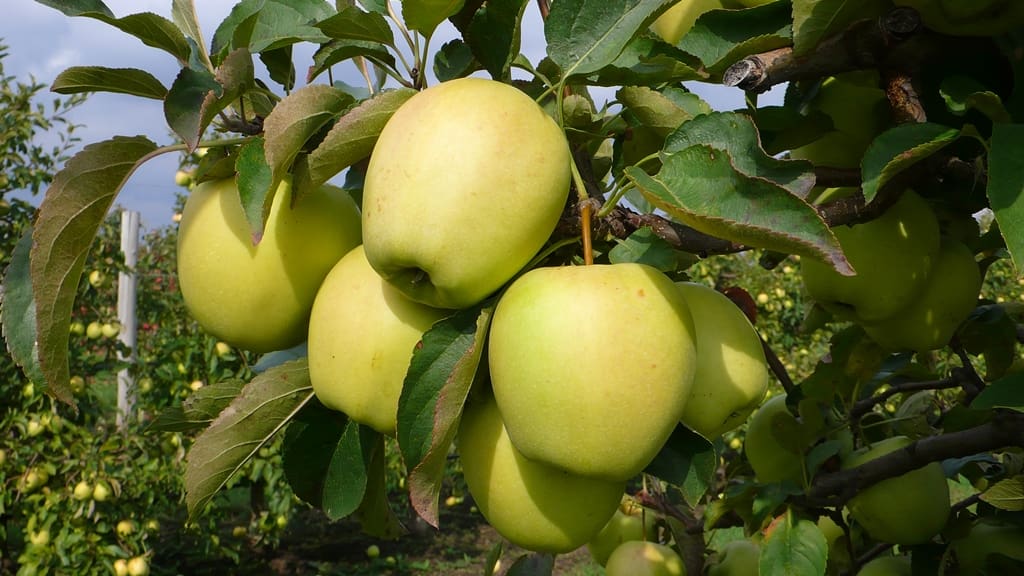 alma golden delicious