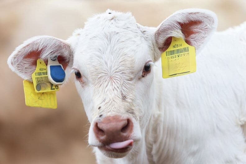 Fültranszponderrel felszerelt borjú