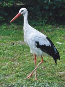 fehér gólya