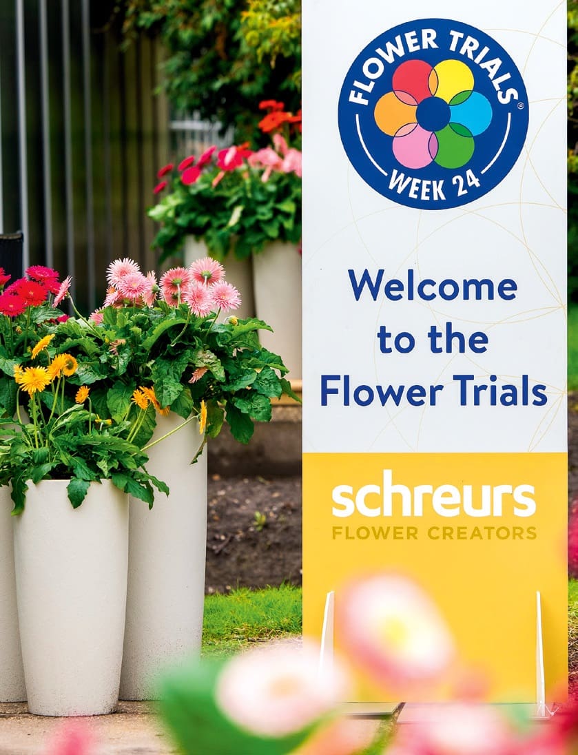 Sunshaper Endlessés Tropical cserepes gerberák FlowerTrials