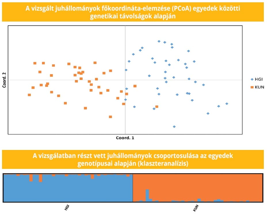 génvizsgálat juhállományok