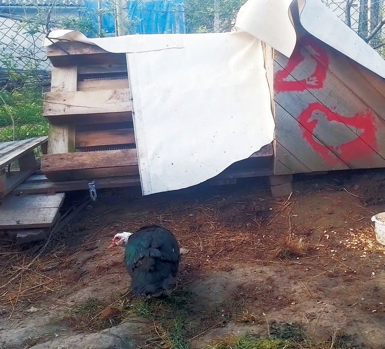 matildát ne kacsa helyén
