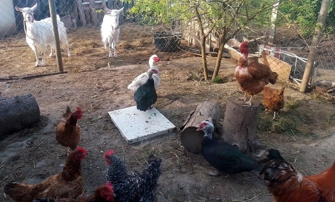 kacsák matildát ne