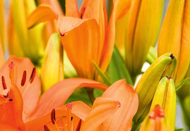 liliom