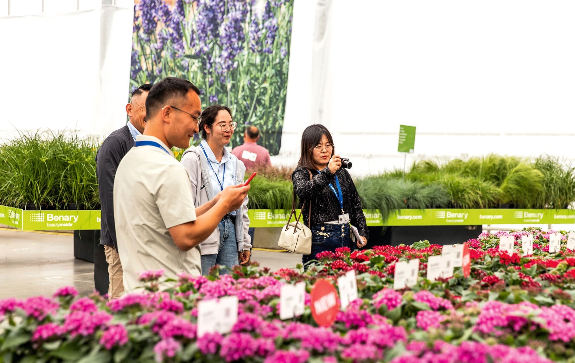 Egyedi magkezelési eljárást alkalmaz a Benary Fotó: Flower Trials
