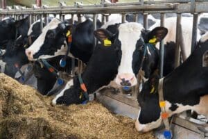tagadós száj- és körömfájás, tehén, holstein