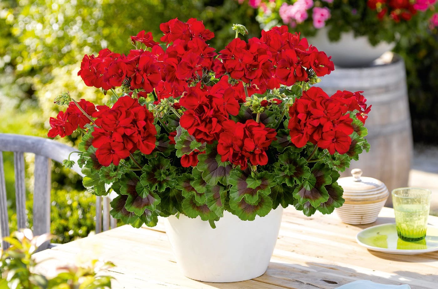 A zonale és a peltatum legjobb tulajdonságait hordozza egyszerre a Toscana Pelargonium Interspecific Galaxy<br />Fotó: Flower Trials