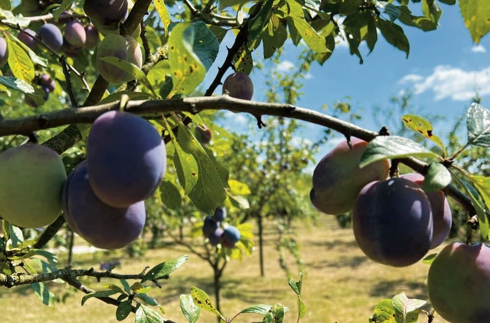 idén jó termés várható Szalapán