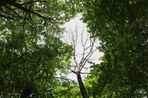 Hegyvidéki bükkösben elpusztult kimagasló magas kőris