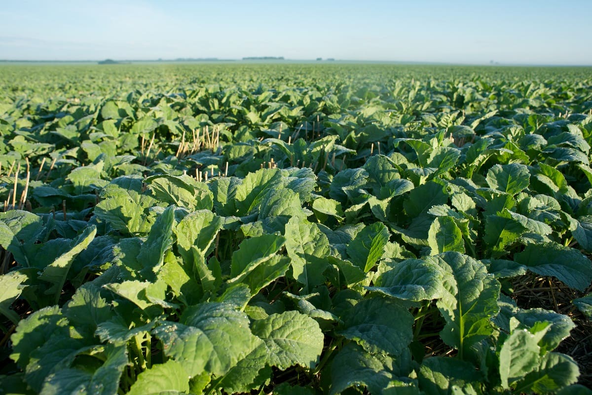 Növekedésszabályozás és hatékony védelem a repce kiemelkedő terméshozamáért