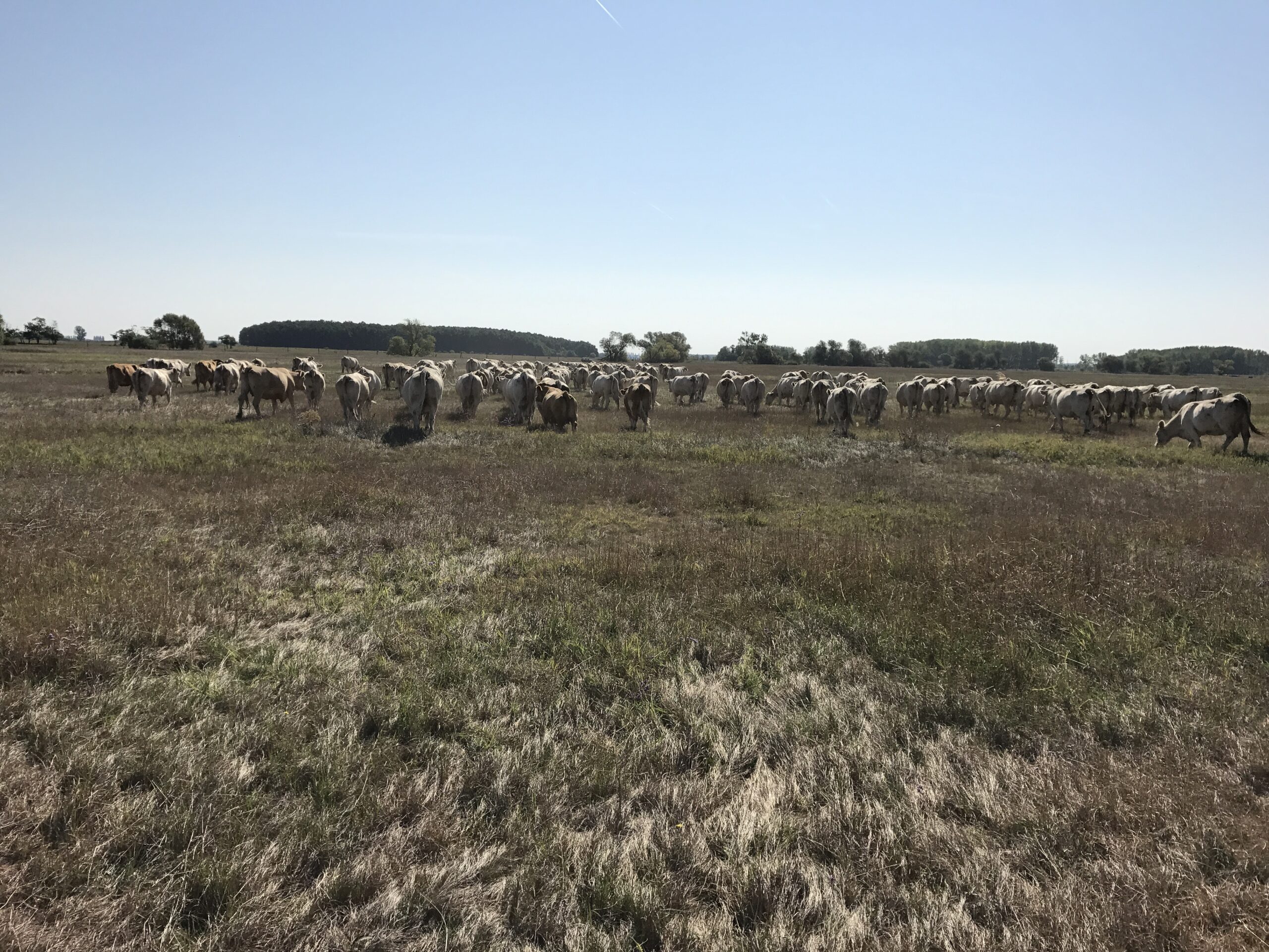 Charolais gulya