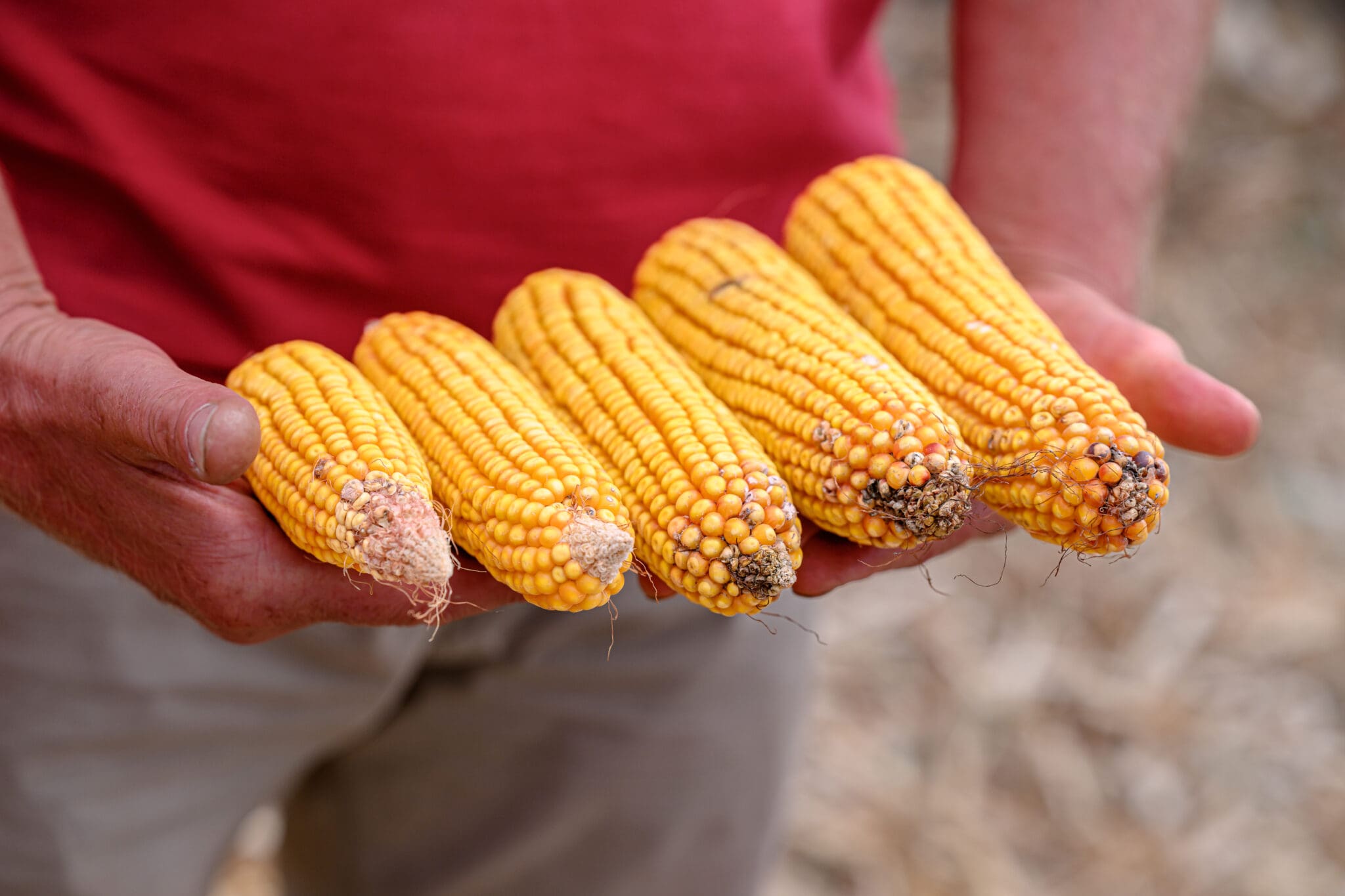 aszály kukorica növénytermesztés