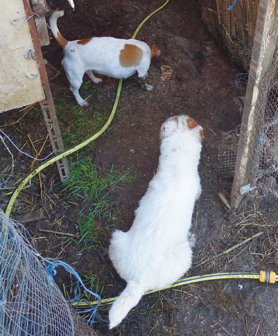 vadászkutya terrier patkányvadász patkányok