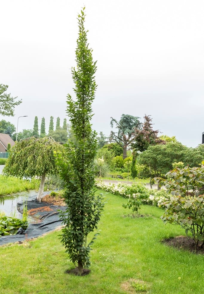 Carpinus betulus Lancelot