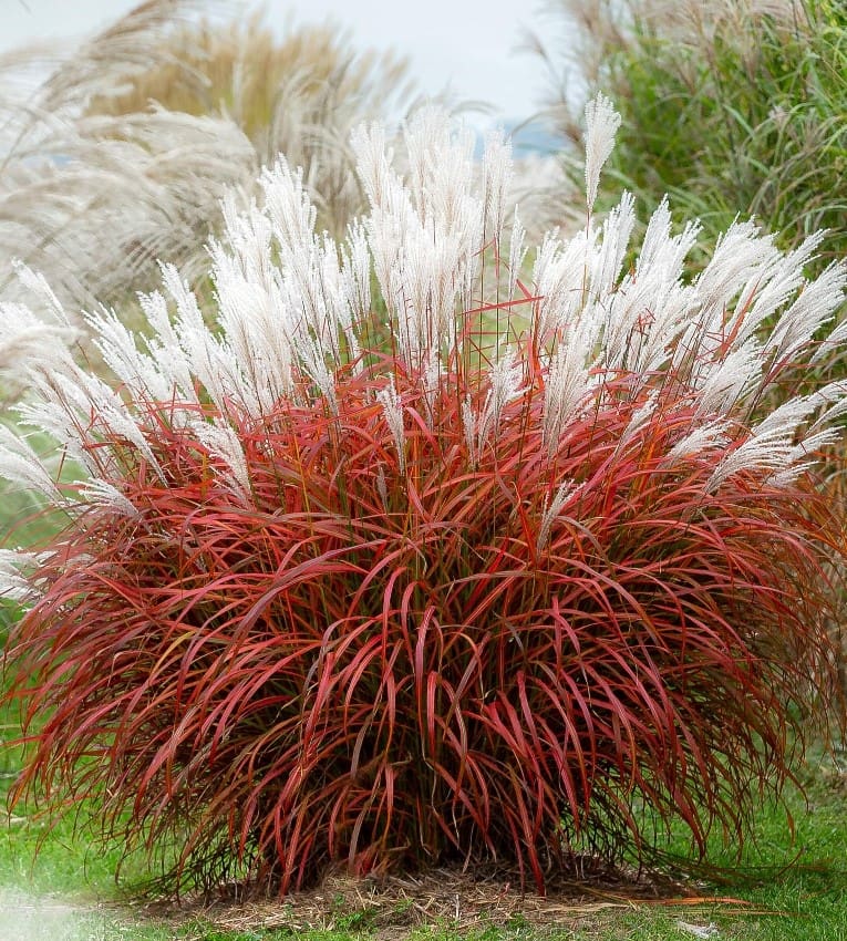 Miscanthus sinensis Lady in Red